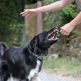 В России хотят ввести обязательную страховку для собак