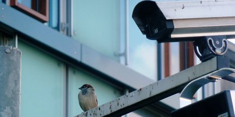 Почему мы трудимся усерднее, когда за нами наблюдают, и как это использовать