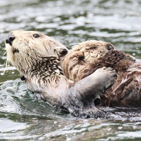 14 фактов о животных, которые взбодрят даже самую скучную беседу