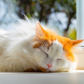 Кошки предпочитают спать на левом боку