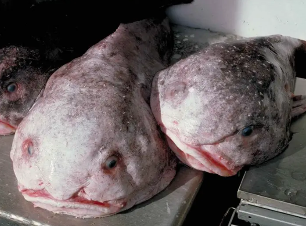 HUM Images/Universal Images Group via Getty Images