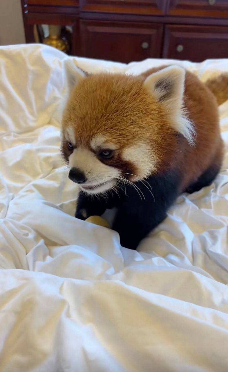 south china morning post