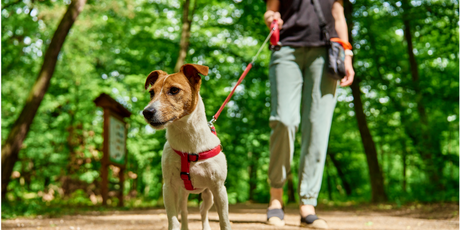 В Москве женщину оштрафовали на 1,5 тыс. руб. за то, что она не смыла с кустов мочу своей собаки