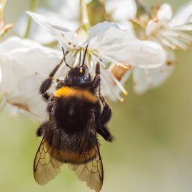 Королевы шмелей могут дышать под водой