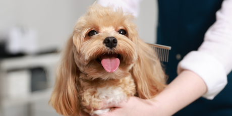 В России появилась первая соцсеть для питомцев. В ней можно помочь найти «потеряшек», заказать грумера и поставить «буп»