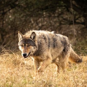 Ученые впервые сняли, как дикие волки крадут рыбу из речной ловушки