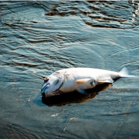 «Рыбу Судного дня» выбросило на побережье Австралии