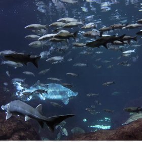 Вампиры, гоблины, химеры: опубликован топ-15 самых страшных глубоководных обитателей, существующих в природе