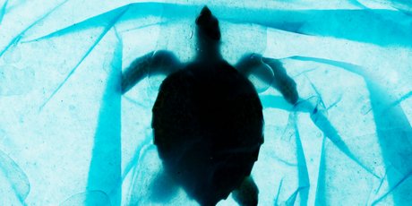 «Популяция снизилась на 99%». Кто и зачем спасает морских черепах