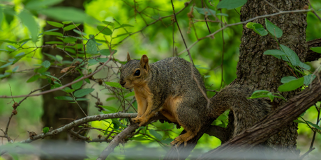 Полиция в США разыскивает человека, который раскрашивает местных белок в яркие цвета
