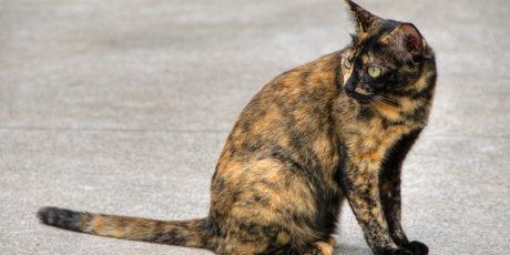 Самой старой кошке в мире исполнилось 30 лет