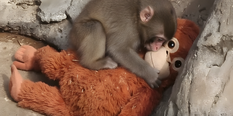У детеныша макаки Панча появилась подружка
