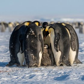 Императорского пингвина и антарктического морского котика признали исчезающими видами животных