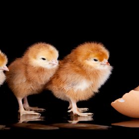 Ученые впервые вывели цыплят из искусственных яиц