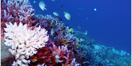 Земля прошла «точку невозврата» из-за гибели кораллов