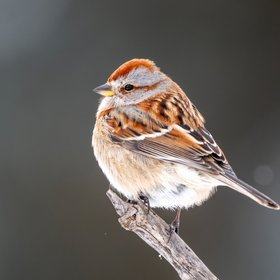 44 млн — столько воробьев насчитывается в России