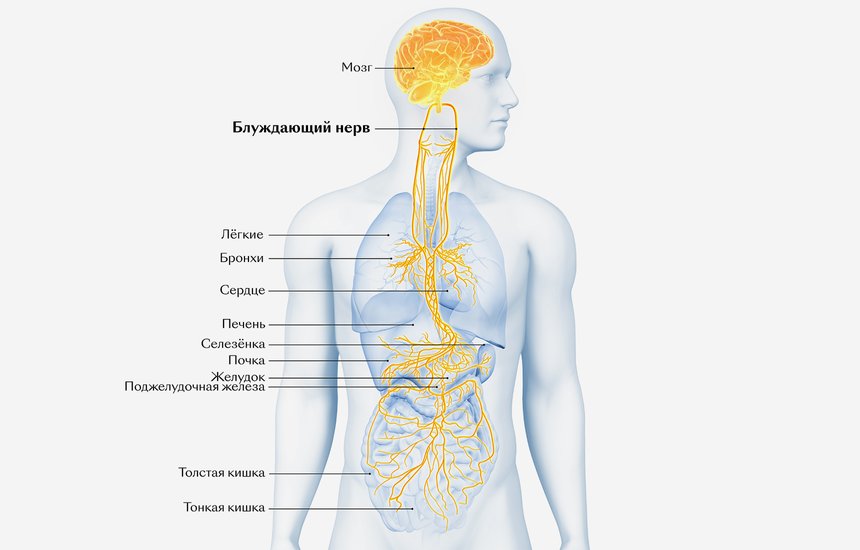 Блуждающий нерв
