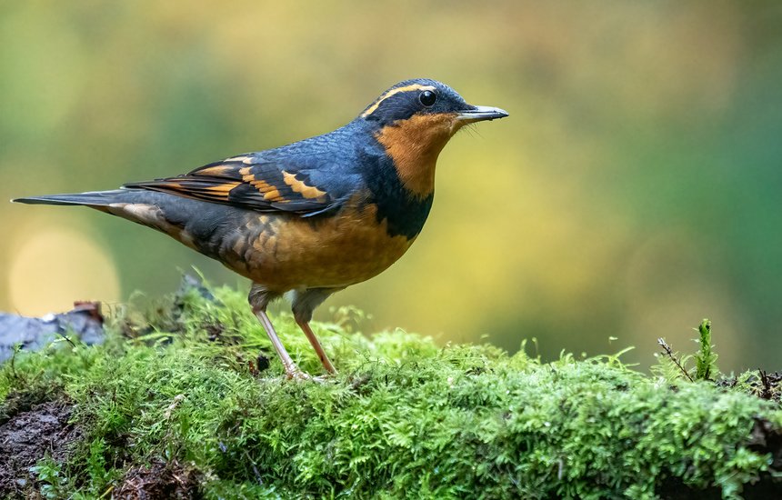 Изменчивый дрозд. Как начать заниматься бердвотчингом