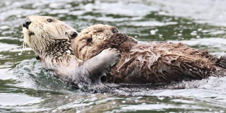 14 фактов о животных, которые взбодрят даже самую скучную беседу