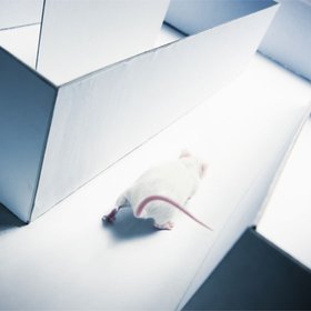 Мультисенсорность: используйте все органы чувств, чтобы учиться быстрее и лучше