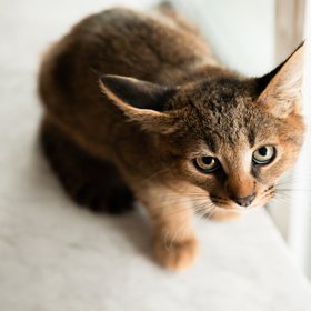 Приставы собираются взыскать с краснодарца 300 тыс. рублей котятами. Больше у мужчины ничего нет