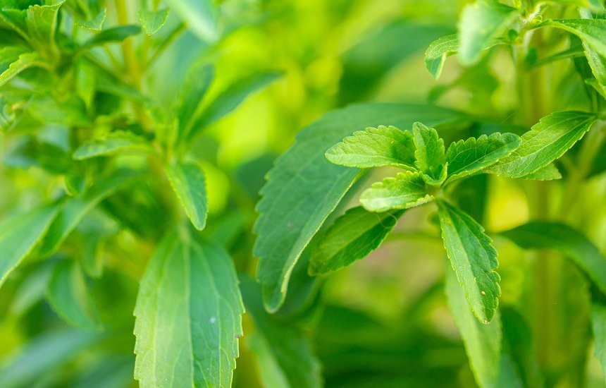 Стевия медовая