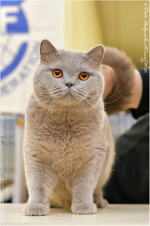 Британская короткошерстная кошка по кличке Бешамель Энигматичная Улыбка