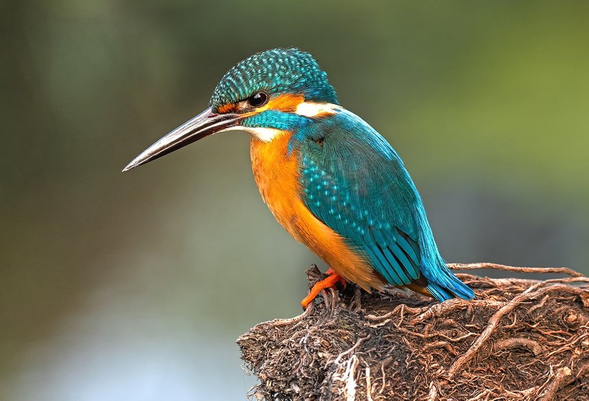 Shubhrojyoti / Shutterstock / Fotodom