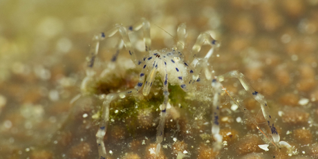 На дне океана обитают «невероятно милые» морские пауки с хоботом, которые питаются метаном