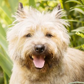 Керн-терьер признан самой красивой породой собак