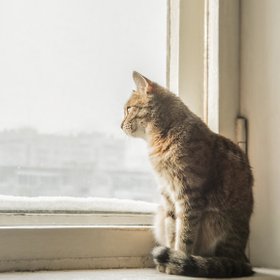 «Кот на меня обидится». Что чувствуют животные, когда мы надолго уезжаем из дома