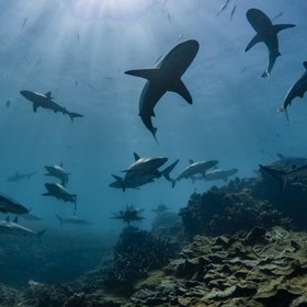 Акулы, оказывается, тоже заводят себе друзей: они предпочитают дружить с женскими особями, схожих с ними размеров