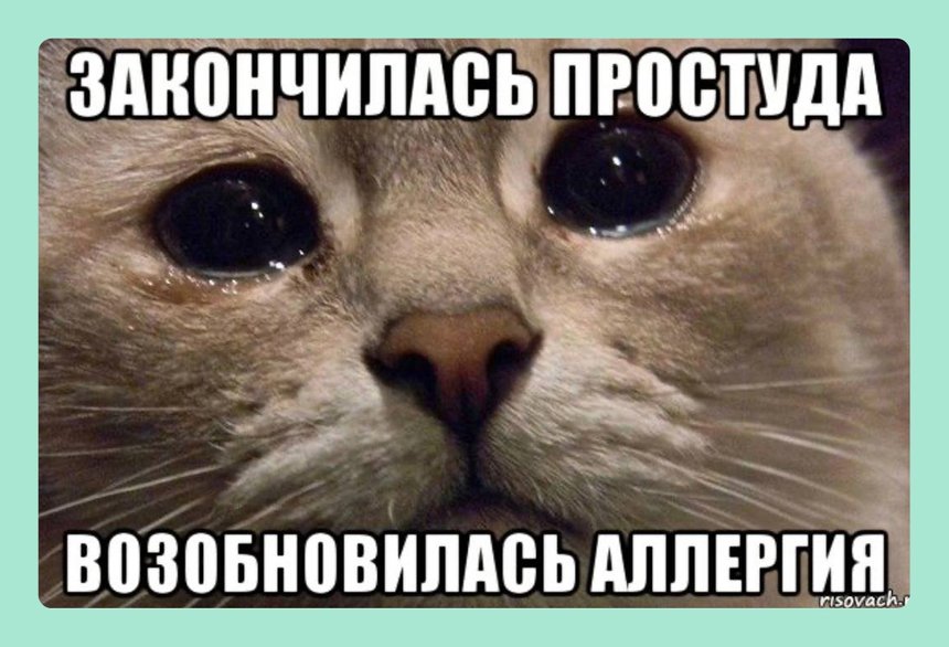 17 мемов про весеннюю аллергию – для всех, кто устал чихать и кашлять от пыльцы