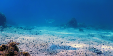 На дне океана нашли новый самый милый вид рыб-улиток