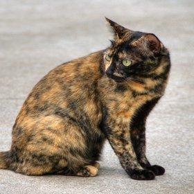 Самой старой кошке в мире исполнилось 30 лет