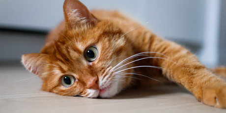 В австралийском поезде задержали кота-безбилетника