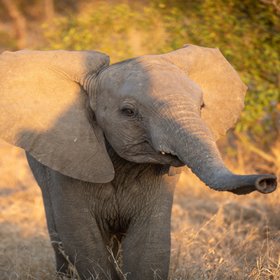Слонёнок Линь Май из Вашингтонского зоопарка разбил сердца пользователей соцсетей: его мать отвергла детеныша и проявляла к нему агрессию