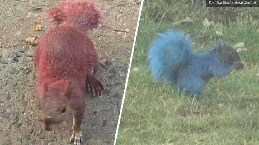 East Hartford Animal Control