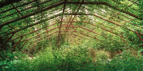 Чем дальше в лес, тем больше чумаходов. Прочитали «Вегетацию» Алексея Иванова