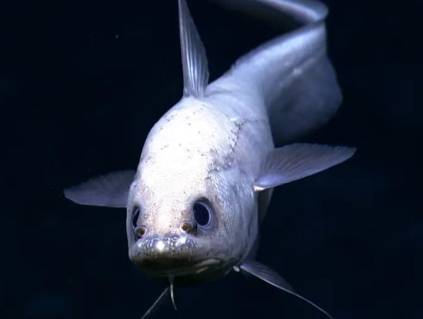 NOAA OKEANOS EXPLORER Program, Oceano Profundo 2015; Exploring Puerto Rico's Seamounts, Trenches, and Troughs