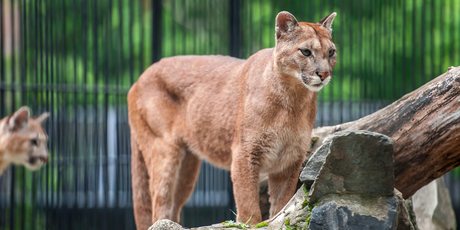 В Московский зоопарк прибыл самец пумы Геркулес, которого изъяли из городской квартиры