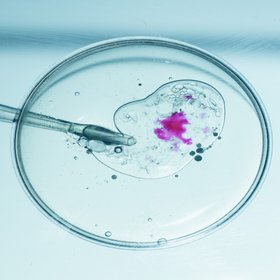 Ученые с высокой точностью смогли отредактировать геном человеческого эмбриона