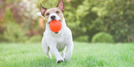 71-летняя владелица фермы из США обеспечила себе безбедную старость благодаря собачникам
