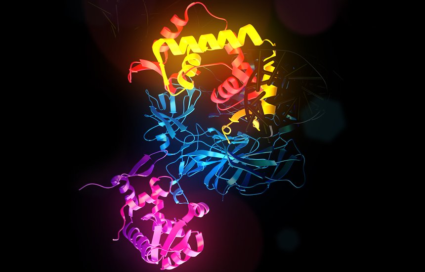 Нобелевская премия. 2025. Медицина. Мэри Э. Бранкоу (Институт системной биологии, Сиэтл, США) . Фред Рамсделл (Sonoma Biotherapeutics, Сан-Франциско, США). Симон Сакагути (Университет Осаки, Осака, Япония). Структура белка FOXP3