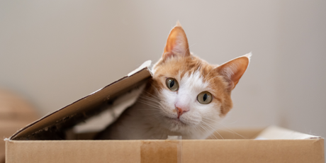 Кот Шрёдингера стал ещё больше: квантовые физики создали самую большую в истории «суперпозицию»