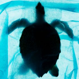 «Популяция снизилась на 99%». Кто и зачем спасает морских черепах