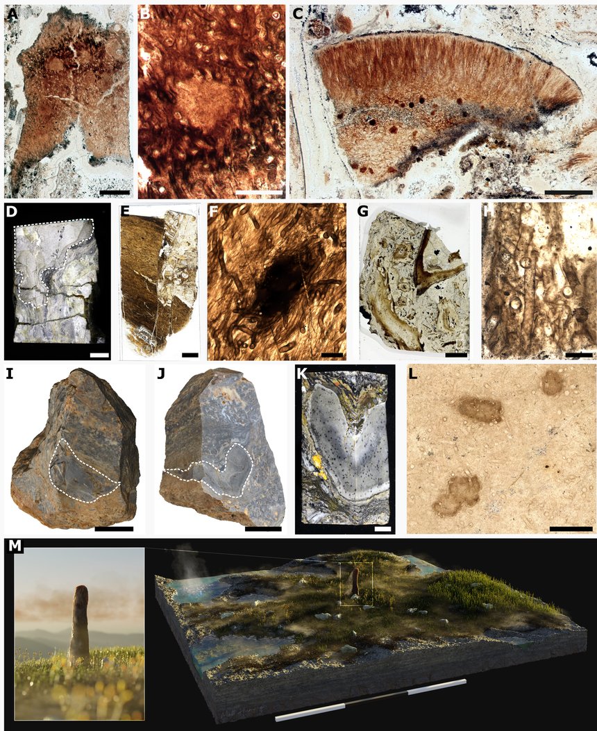 Illustration by M. Humpage, Northern Rogue Studios. /Corentin C. Loron, Laura M. Cooper / Science Advances 