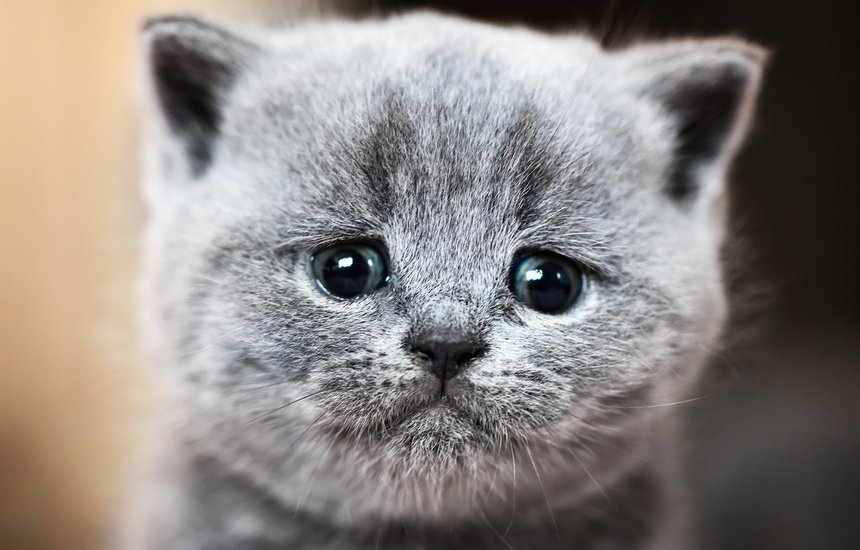 Грустный плачущий котенок. Нытинг