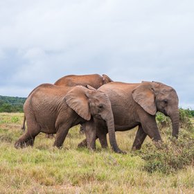 Ученые выяснили, что слоны ориентируются в пространстве благодаря своим уникальным усам на хоботе