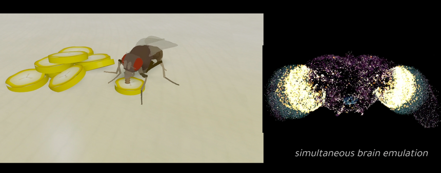муха и ее мозг Eon Systems